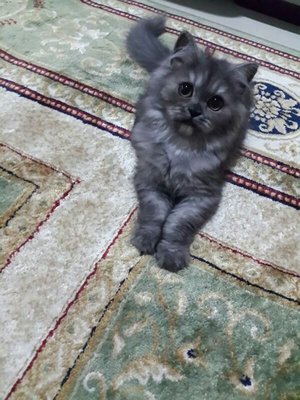 Oji (Bella) - Maine Coon + Persian Cat