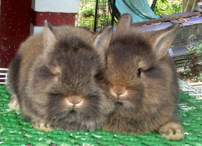 Teddy Bear Nd Mix Rabbit  - Netherland Dwarf + Angora Rabbit Rabbit