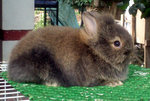 Teddy Bear Nd Mix Rabbit  - Netherland Dwarf + Angora Rabbit Rabbit