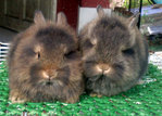 Teddy Bear Nd Mix Rabbit  - Netherland Dwarf + Angora Rabbit Rabbit