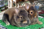 Teddy Bear Nd Mix Rabbit  - Netherland Dwarf + Angora Rabbit Rabbit