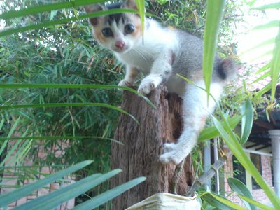 Peah - Japanese Bobtail Cat