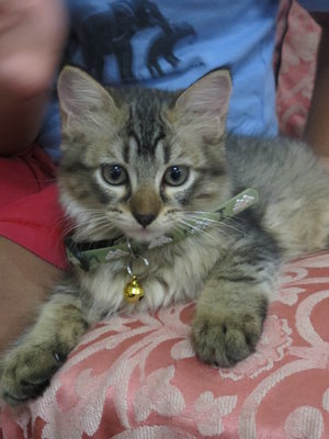 Gray - Maine Coon + Persian Cat