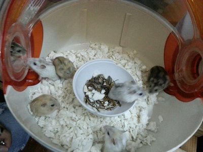 8 Baby Hamster  - Short Dwarf Hamster Hamster