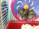 8 Baby Hamster  - Short Dwarf Hamster Hamster