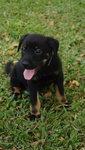 Mina - Doberman Pinscher Mix Dog