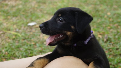 Mina - Doberman Pinscher Mix Dog