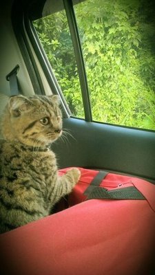 Manekineko Oreo - Scottish Fold Cat