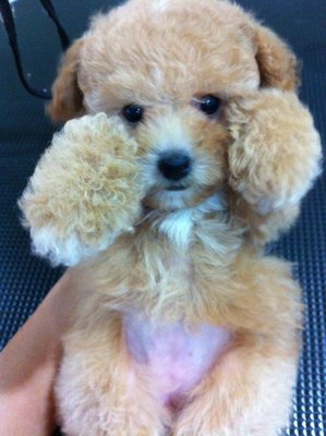 Male Poodle For Sale - Poodle Dog