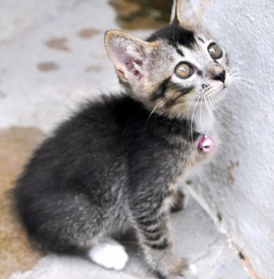 Woollybear - Domestic Medium Hair + Tabby Cat