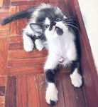 Mirabelle - Domestic Long Hair + Tuxedo Cat