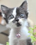 Mirabelle - Domestic Long Hair + Tuxedo Cat