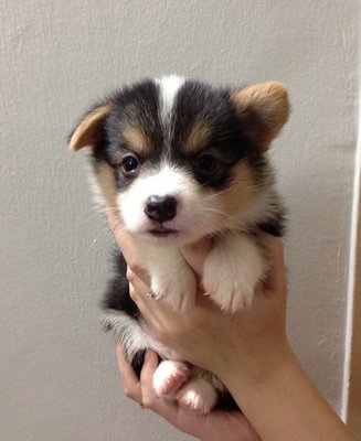 Pembroke Welsh Corgi Direct Taiwan - Welsh Corgi Dog