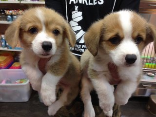 Pembroke Welsh Corgi Direct Taiwan - Welsh Corgi Dog