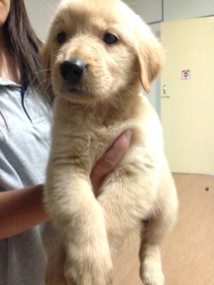 Golden Retriever Champion Lineage - Golden Retriever Dog