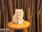 Flat Face Persian Kitten - Female B - Persian Cat