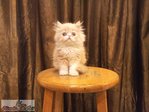 Flat Face Persian Kitten - Female B - Persian Cat