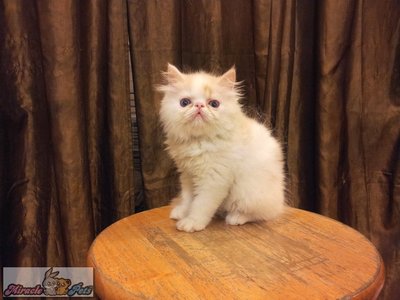 Flat Face Persian Kitten - Male B - Persian Cat