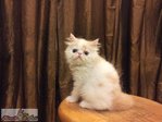 Flat Face Persian Kitten - Male B - Persian Cat