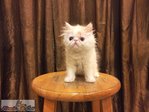 Flat Face Persian Kitten - Male B - Persian Cat