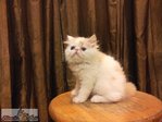 Flat Face Persian Kitten - Male B - Persian Cat