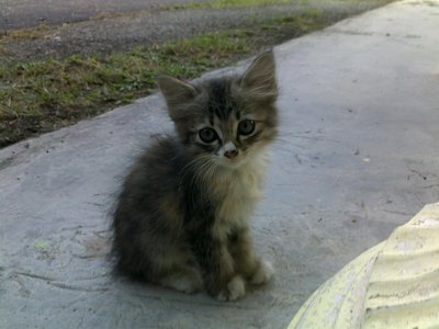 Tweety - Domestic Long Hair Cat