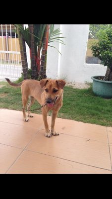 Gou Gou - Mixed Breed Dog