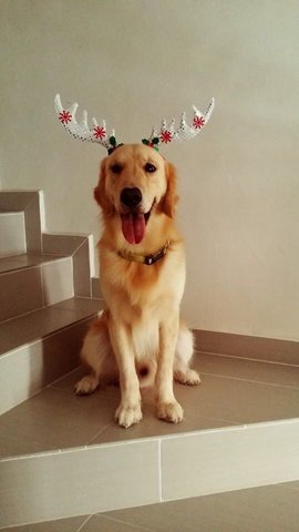 Kaiser - Golden Retriever Dog