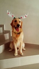 Kaiser - Golden Retriever Dog