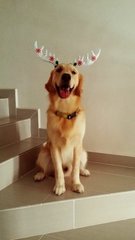 Kaiser - Golden Retriever Dog