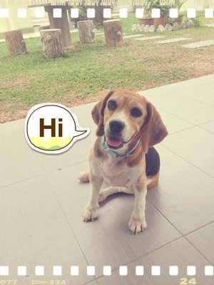 Joey - Beagle Dog