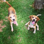 Joey the happy Beagle