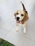 A happy Beagle