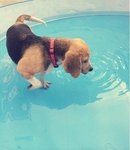 Joey in a pool