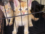 Uban, Orange, Belang, Langak - Tabby Cat