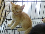 Uban, Orange, Belang, Langak - Tabby Cat