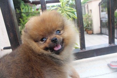 International Quality Pomeranian  - Pomeranian Dog