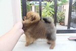 International Quality Pomeranian  - Pomeranian Dog