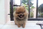 International Quality Pomeranian  - Pomeranian Dog