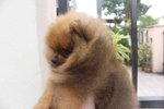 International Quality Pomeranian  - Pomeranian Dog