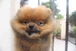 International Quality Pomeranian  - Pomeranian Dog