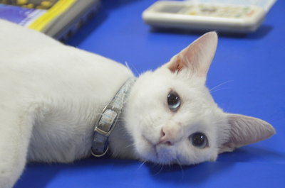 Cloud - Domestic Short Hair Cat