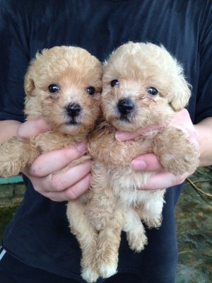 Cream Tiny Poodle  - Poodle Dog