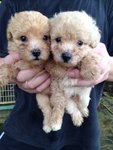 Cream Tiny Poodle  - Poodle Dog