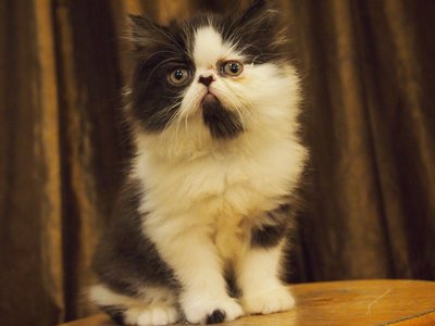 Flat Face Persian Kitten Bicolor - Persian Cat