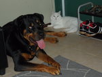 Kaiser - Rottweiler Dog