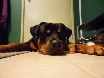 Kaiser - Rottweiler Dog