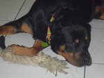 Kaiser - Rottweiler Dog