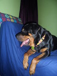 Kaiser - Rottweiler Dog