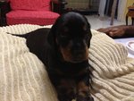 Dachshund (Ssh) Puppies For Sale - Dachshund Dog